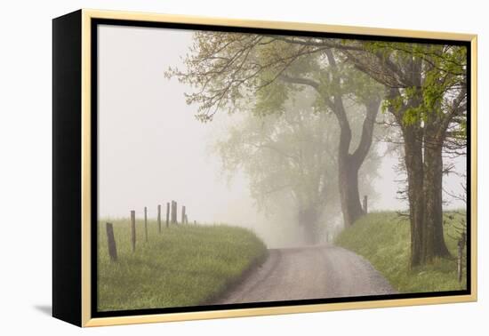 Trees and fence on foggy morning along Hyatt Lane, Cades Cove, Great Smoky Mountains National Park,-Adam Jones-Framed Premier Image Canvas