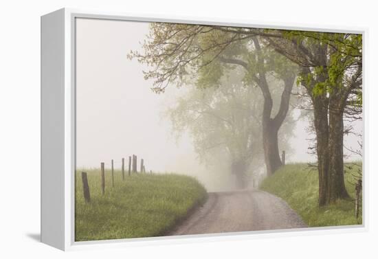 Trees and fence on foggy morning along Hyatt Lane, Cades Cove, Great Smoky Mountains National Park,-Adam Jones-Framed Premier Image Canvas