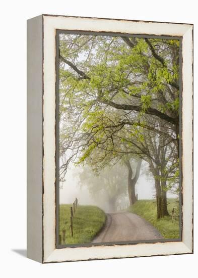 Trees and fence on foggy morning along Hyatt Lane, Cades Cove, Great Smoky Mountains National Park,-Adam Jones-Framed Premier Image Canvas