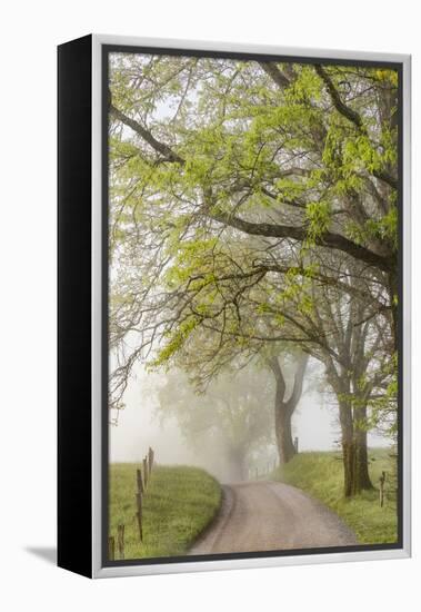 Trees and fence on foggy morning along Hyatt Lane, Cades Cove, Great Smoky Mountains National Park,-Adam Jones-Framed Premier Image Canvas