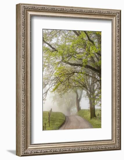 Trees and fence on foggy morning along Hyatt Lane, Cades Cove, Great Smoky Mountains National Park,-Adam Jones-Framed Photographic Print