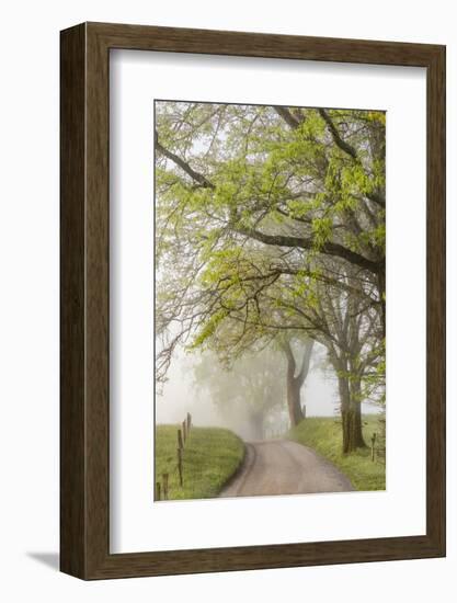 Trees and fence on foggy morning along Hyatt Lane, Cades Cove, Great Smoky Mountains National Park,-Adam Jones-Framed Photographic Print