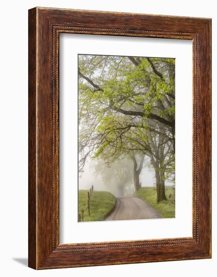 Trees and fence on foggy morning along Hyatt Lane, Cades Cove, Great Smoky Mountains National Park,-Adam Jones-Framed Photographic Print