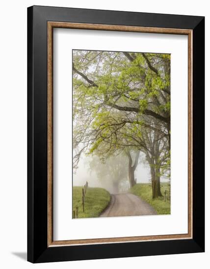 Trees and fence on foggy morning along Hyatt Lane, Cades Cove, Great Smoky Mountains National Park,-Adam Jones-Framed Photographic Print