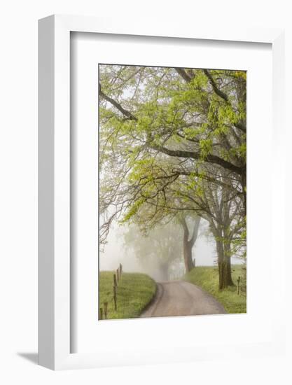 Trees and fence on foggy morning along Hyatt Lane, Cades Cove, Great Smoky Mountains National Park,-Adam Jones-Framed Photographic Print