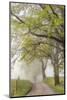 Trees and fence on foggy morning along Hyatt Lane, Cades Cove, Great Smoky Mountains National Park,-Adam Jones-Mounted Photographic Print