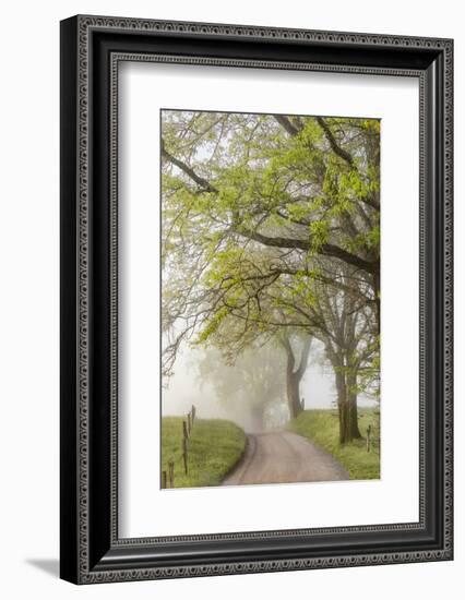 Trees and fence on foggy morning along Hyatt Lane, Cades Cove, Great Smoky Mountains National Park,-Adam Jones-Framed Photographic Print