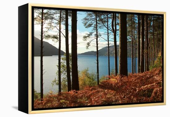 Trees and Fern during Autumn in Front of Loch Lomond, Scotland, Uk.-pink candy-Framed Premier Image Canvas