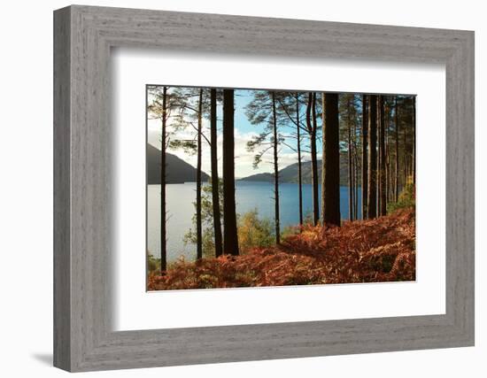 Trees and Fern during Autumn in Front of Loch Lomond, Scotland, Uk.-pink candy-Framed Photographic Print