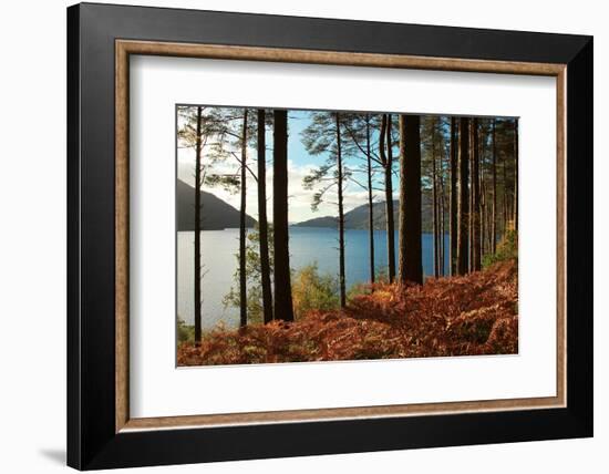 Trees and Fern during Autumn in Front of Loch Lomond, Scotland, Uk.-pink candy-Framed Photographic Print