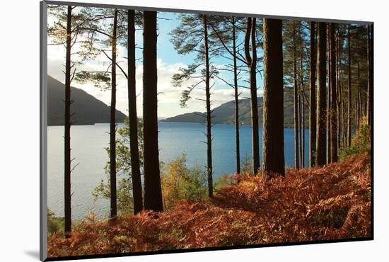 Trees and Fern during Autumn in Front of Loch Lomond, Scotland, Uk.-pink candy-Mounted Photographic Print