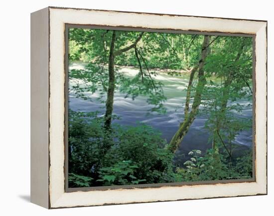 Trees and Ferns on Banks of Campbell River, Vancouver Island, British Columbia-Brent Bergherm-Framed Premier Image Canvas