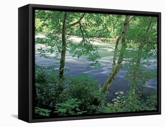 Trees and Ferns on Banks of Campbell River, Vancouver Island, British Columbia-Brent Bergherm-Framed Premier Image Canvas