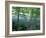 Trees and Ferns on Banks of Campbell River, Vancouver Island, British Columbia-Brent Bergherm-Framed Photographic Print