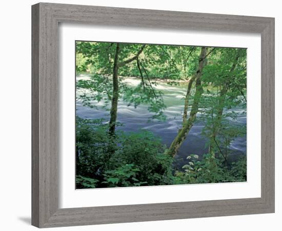 Trees and Ferns on Banks of Campbell River, Vancouver Island, British Columbia-Brent Bergherm-Framed Photographic Print