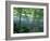 Trees and Ferns on Banks of Campbell River, Vancouver Island, British Columbia-Brent Bergherm-Framed Photographic Print