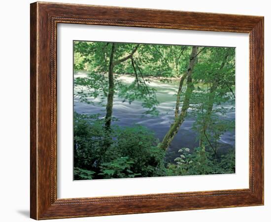 Trees and Ferns on Banks of Campbell River, Vancouver Island, British Columbia-Brent Bergherm-Framed Photographic Print