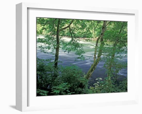 Trees and Ferns on Banks of Campbell River, Vancouver Island, British Columbia-Brent Bergherm-Framed Photographic Print