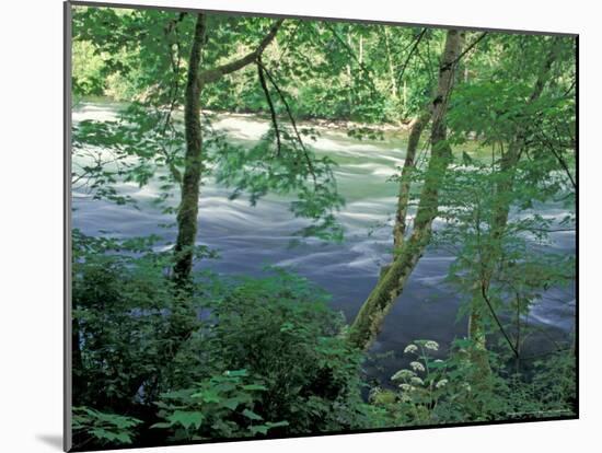 Trees and Ferns on Banks of Campbell River, Vancouver Island, British Columbia-Brent Bergherm-Mounted Photographic Print