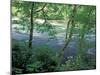 Trees and Ferns on Banks of Campbell River, Vancouver Island, British Columbia-Brent Bergherm-Mounted Photographic Print