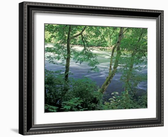 Trees and Ferns on Banks of Campbell River, Vancouver Island, British Columbia-Brent Bergherm-Framed Photographic Print