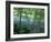 Trees and Ferns on Banks of Campbell River, Vancouver Island, British Columbia-Brent Bergherm-Framed Photographic Print