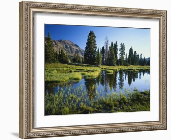 Trees and Grass Reflecting in Pond, High Uintas Wilderness, Wasatch National Forest, Utah, USA-Scott T. Smith-Framed Photographic Print