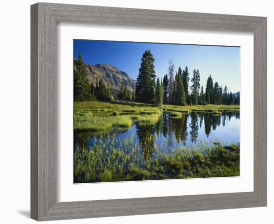 Trees and Grass Reflecting in Pond, High Uintas Wilderness, Wasatch National Forest, Utah, USA-Scott T. Smith-Framed Photographic Print