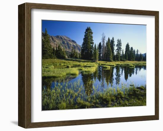 Trees and Grass Reflecting in Pond, High Uintas Wilderness, Wasatch National Forest, Utah, USA-Scott T. Smith-Framed Photographic Print