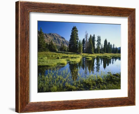 Trees and Grass Reflecting in Pond, High Uintas Wilderness, Wasatch National Forest, Utah, USA-Scott T. Smith-Framed Photographic Print