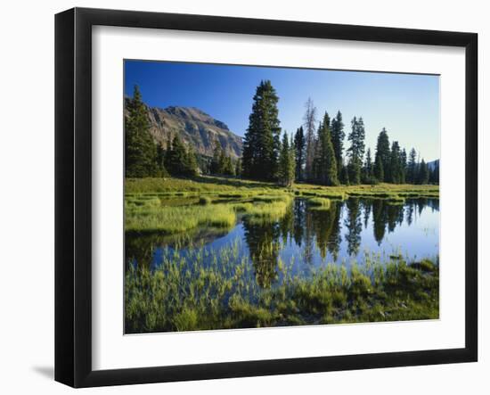 Trees and Grass Reflecting in Pond, High Uintas Wilderness, Wasatch National Forest, Utah, USA-Scott T. Smith-Framed Photographic Print