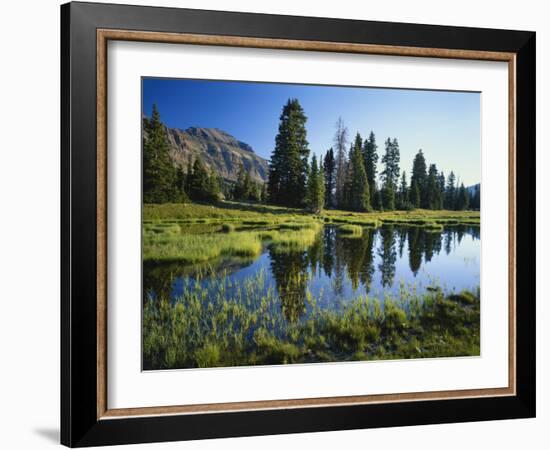 Trees and Grass Reflecting in Pond, High Uintas Wilderness, Wasatch National Forest, Utah, USA-Scott T. Smith-Framed Photographic Print