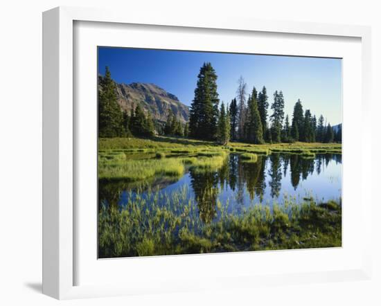 Trees and Grass Reflecting in Pond, High Uintas Wilderness, Wasatch National Forest, Utah, USA-Scott T. Smith-Framed Photographic Print