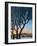 Trees and Moon, 2015-Ann Brain-Framed Giclee Print