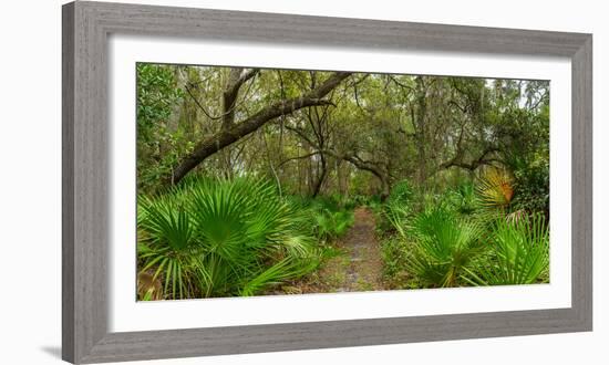 Trees and plants in a forest, Oscar Scherer State Park, Nokomis, Sarasota County, Florida, USA-null-Framed Photographic Print