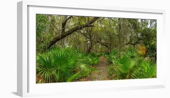 Trees and plants in a forest, Oscar Scherer State Park, Nokomis, Sarasota County, Florida, USA-null-Framed Photographic Print