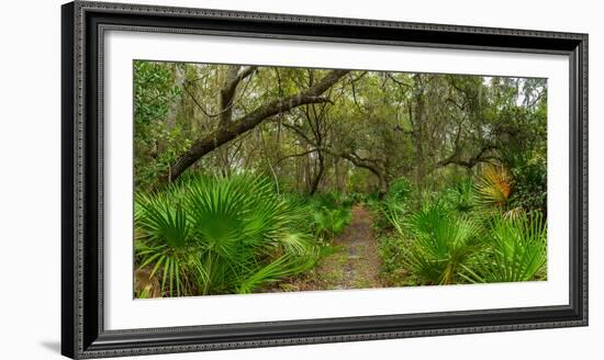 Trees and plants in a forest, Oscar Scherer State Park, Nokomis, Sarasota County, Florida, USA-null-Framed Photographic Print