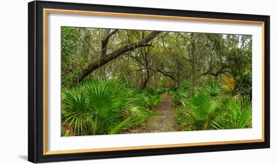 Trees and plants in a forest, Oscar Scherer State Park, Nokomis, Sarasota County, Florida, USA-null-Framed Photographic Print