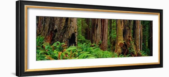 Trees and Plants in a Forest, Prairie Creek Redwoods State Park, California, USA-null-Framed Photographic Print