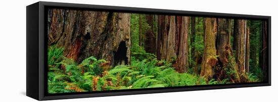 Trees and Plants in a Forest, Prairie Creek Redwoods State Park, California, USA-null-Framed Premier Image Canvas