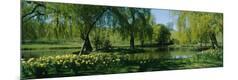 Photographic Print