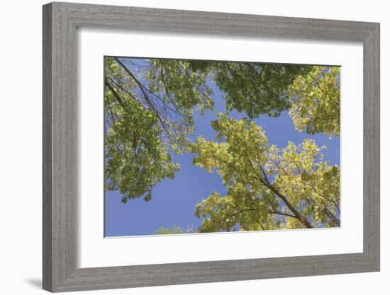Trees and Sky-Don Paulson-Framed Giclee Print