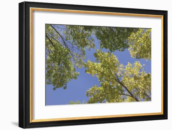 Trees and Sky-Don Paulson-Framed Giclee Print