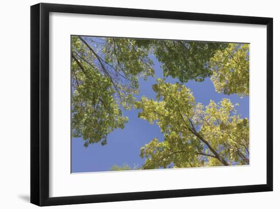 Trees and Sky-Don Paulson-Framed Giclee Print