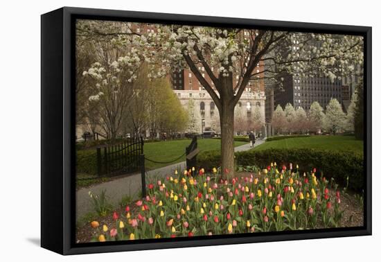 Trees and Tulips in Blloom in Mellon Green, Pittsburgh, Pa-Dave Bartruff-Framed Premier Image Canvas