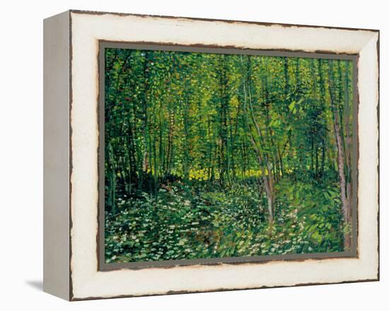 Trees and Undergrowth, c.1887-Vincent van Gogh-Framed Premier Image Canvas