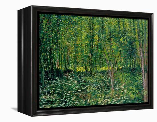 Trees and Undergrowth, c.1887-Vincent van Gogh-Framed Premier Image Canvas