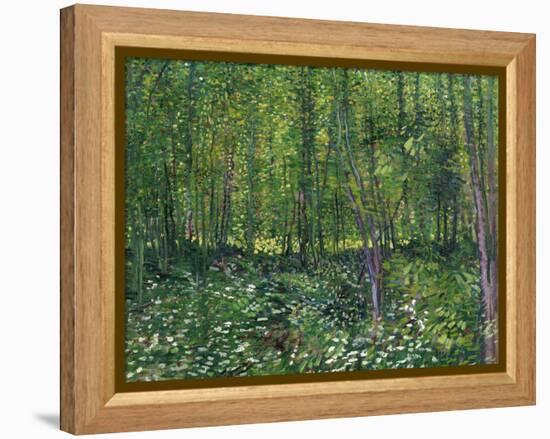 Trees and Undergrowth, c.1887-Vincent van Gogh-Framed Stretched Canvas