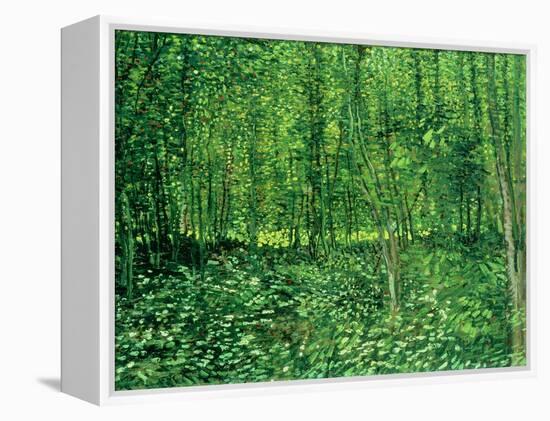 Trees and Undergrowth, c.1887-Vincent van Gogh-Framed Premier Image Canvas