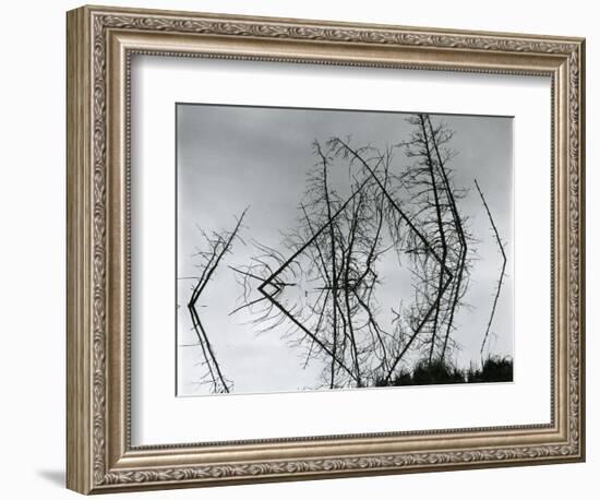 Trees and Water, Reflections, c. 1970-Brett Weston-Framed Photographic Print